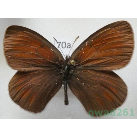 Erebia radians uzungyrus Churkin & Tuzov, 2000 Kyrgyzstan70a